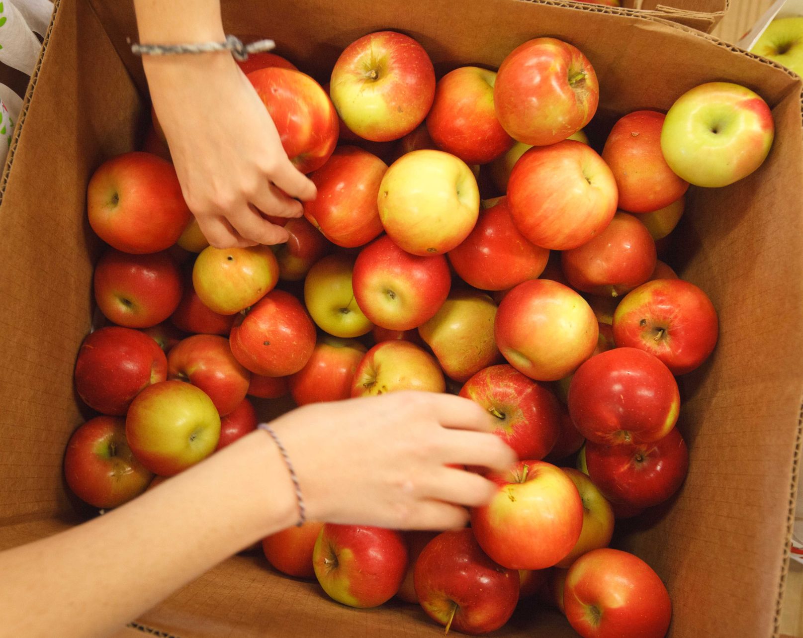 Ditmars Orchard & Vineyard